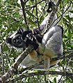 Indri indri Indriidae