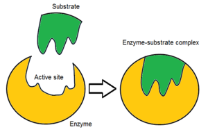 Diagram of the lock and key hypothesis