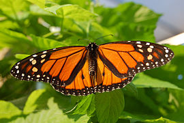 Danaus plexippus