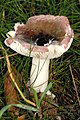 Holubinka křehká Russula fragilis