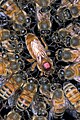 Včela medonosná středoafrická