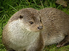 Photographie d’une loutre au poil mouillé.