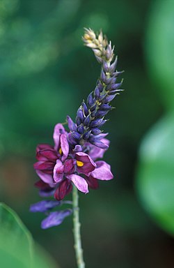 Pueraria lobata (Kudzu)