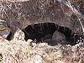 Cave at Kh. Dhikrin