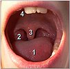 Mond-keelholte van een 8-jarige. 1. tong. 2. rechter keelamandel. 3. huig. 4. verhemelte.