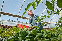 A woman kneels amongst vegetables in a greenhouse.
