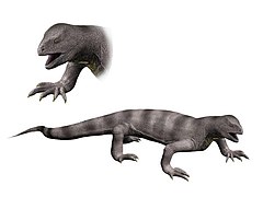 Trilophosaurus sp. (Trilophosauria)