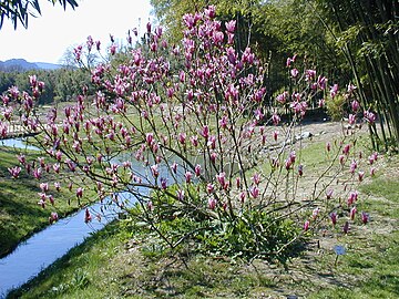 Magnolias dans la bambouseraie d'Anduze jouxtant la confluence de l'Amous avec le Gardon