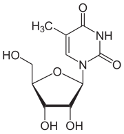 Image illustrative de l’article Ribothymidine