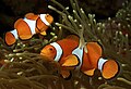ocellaris clownfish