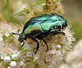 Image 13 Rose chafer beetle Photo credit: Chrumps The rose chafer (Cetonia aurata) is a reasonably large beetle (20 mm/¾ in long) that has metallic green coloration with a distinct V shaped scutellum, the small triangular area between the wing cases just below the thorax. Rose chafers are found over southern and central Europe and the southern part of the UK. More selected pictures