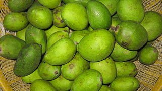 Green mango of Bangladesh