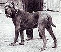 Scanziani's dog Siento, photographed in the 1950s