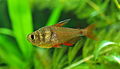 «Tetra Brasil» (Hyphessobrycon flammeus)