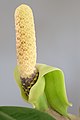 Espádice de la planta (Zamioculcas zamiifolia) con espata rizada