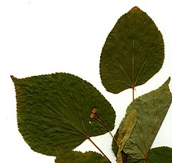 Tilia nasczokinii