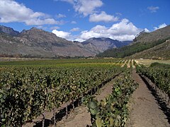 Виноградники Південної Африки