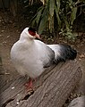 White-eared Pheasant (en:Crossoptilon crossoptilon)