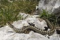 Vipèra d'Orsini (Vipera ursinii), espècia classada en perilh en PACA e vulnerabla (VU) dins lo mond.