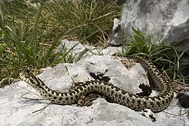 Vipera ursinii