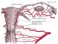Arterije unutrašnjih organa kod žene (pogled od pozadi)