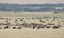 Riserva del Masai Mara