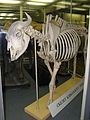 Скелет кавказского зубра