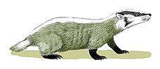 Chamitataxus avitus