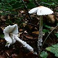 Lepiota clypeolaria