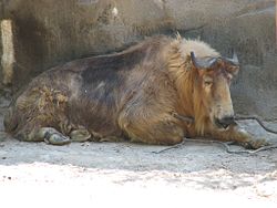 Takin (Budorcas taxicolor) i Cincinnati Zoo