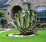 Variegated Century Plant -- Agave Americana 'Marginata'