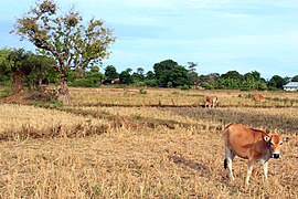 Sapi bali di Pulau Saebus, Sumenep