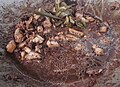 A knot of lemongrass used to impart fragrance in dinuguan (Filipino pork blood stew)