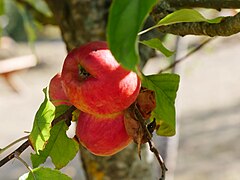 Frucht am Baum