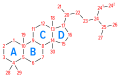 Steroid nomenclature — numbering of carbons