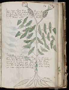 Page du manuscrit de Voynich comportant dessins et textes énigmatiques.