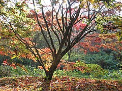 Acer palmatum « Osakazuki »