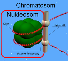 Структура нуклеосоми та хроматосоми
