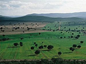 A dehesa, traditional pastoral management in the Montes de Toledo