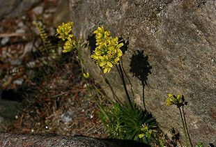 Draba subnivalis