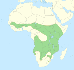 Distribución actual del lleón africanu.