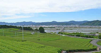 静岡茶