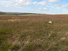 The location of the circle in 2005; the stones are so small that discerning the site is difficult