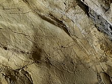 Северный олень. Гравировка на стене пещеры Альчерри, Испания[Комм. 12]