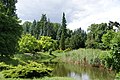 Collection of trees beside a pond in the Kórnik Arboretum