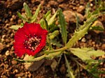 Centaurea tchihatcheffii