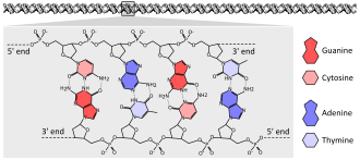 DNA chemical structure diagram showing how the double helix consists of two chains of sugar-phosphate backbone with bases pointing inwards and specifically base pairing A to T and C to G with hydrogen bonds.