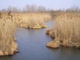 The lake of Sartirana Lomellina