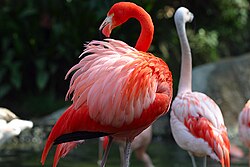 Rooie flamingo
