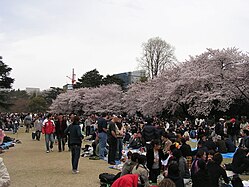 Hanami.